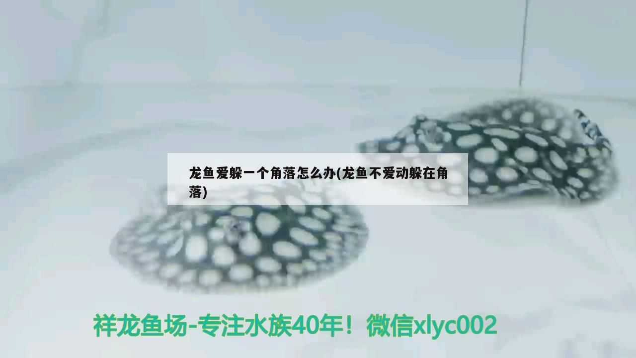 龍魚愛躲一個角落怎么辦(龍魚不愛動躲在角落)