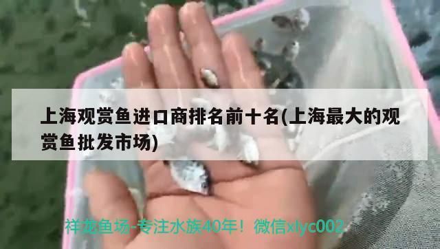 上海觀賞魚進口商排名前十名(上海最大的觀賞魚批發市場)