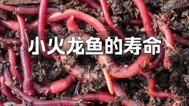火龍魚蠑螈的壽命有多長？（火龍魚蠑螈的壽命是多久？）