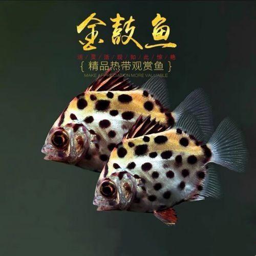 非洲金鼓魚十大名牌排名及價格