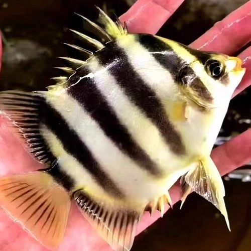 非洲金鼓魚十大名牌排名及價格