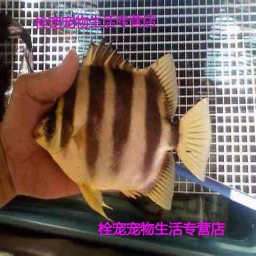 非洲金鼓魚十大名牌排名及價格