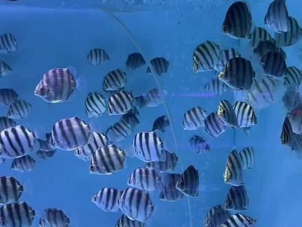 非洲金鼓魚十大名牌排名及價格