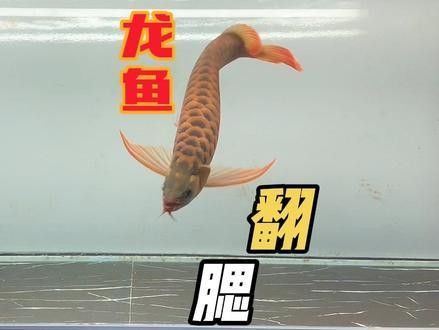 龍魚鰓蓋爛洞手術的成功率有多高
