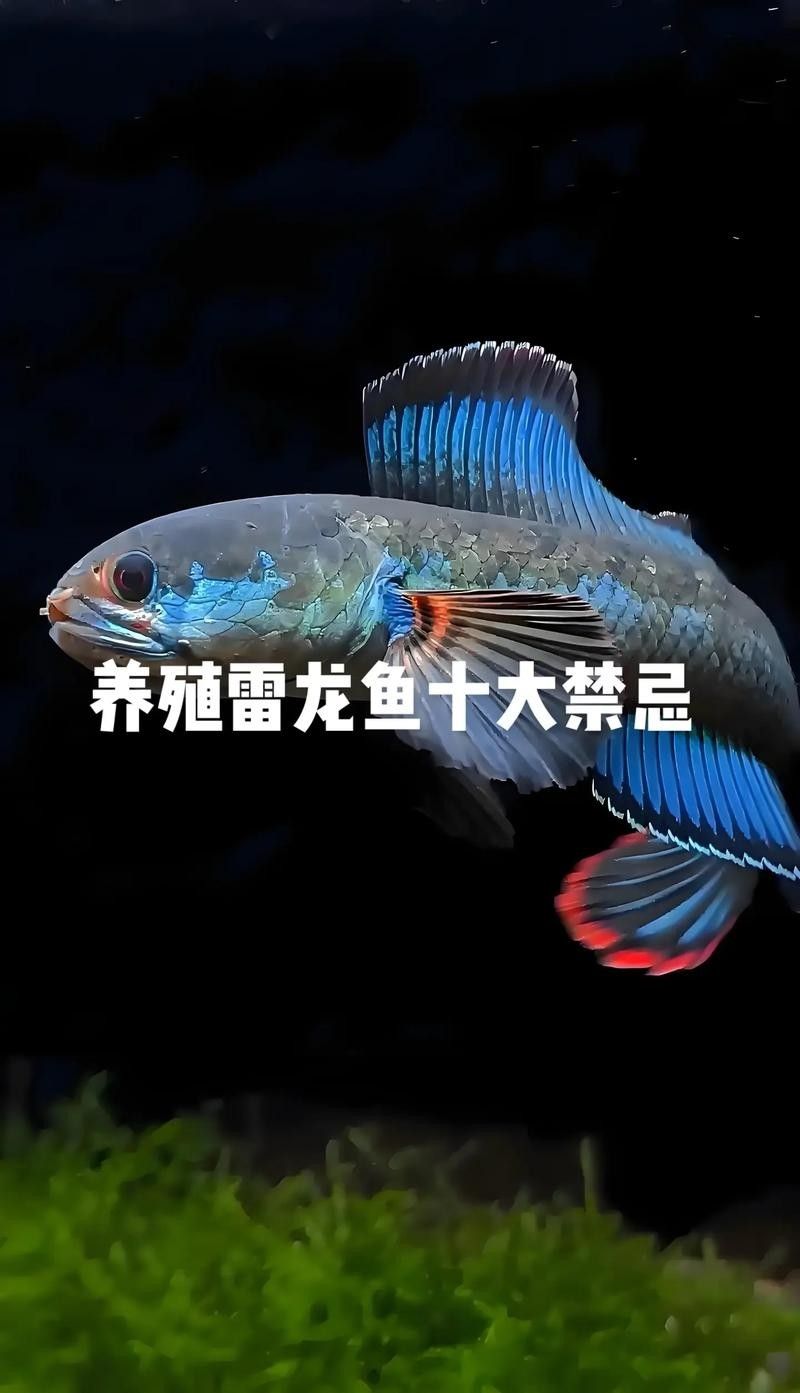 火背雷龍魚多久換一次水（關(guān)于火背雷龍魚多久換一次水的一些建議雷龍魚怎么養(yǎng)）