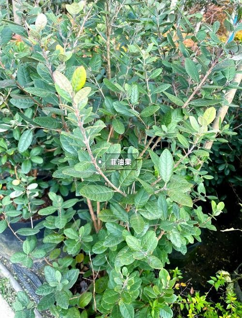 耐寒品種中哪個最好養？