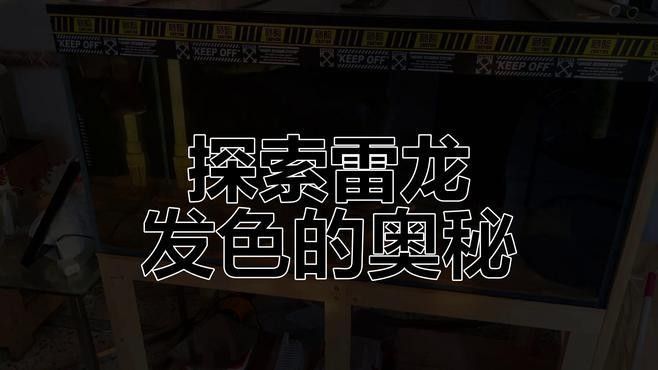 如何為幻彩藍寶石雷龍魚發色？（幻彩藍寶石雷龍魚發色技巧佩特汪）