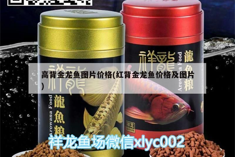 高背金龍魚圖片價格(紅背金龍魚價格及圖片)