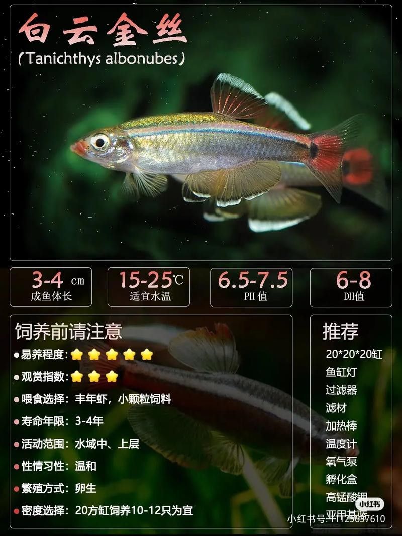 白云金絲魚觀賞魚