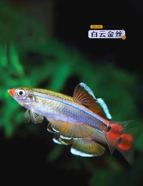 白云金絲魚觀賞魚