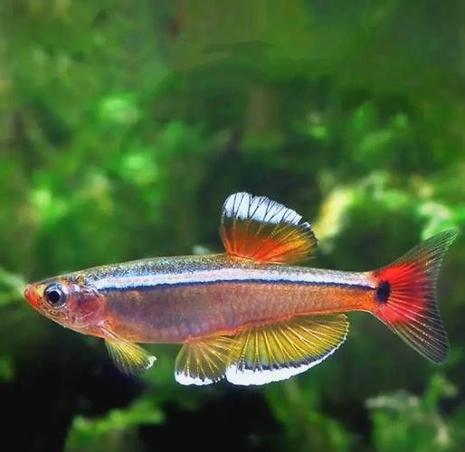 白云金絲魚觀賞魚