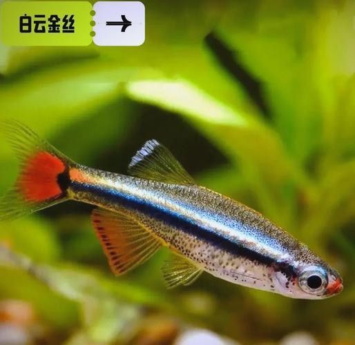 白云金絲魚觀賞魚