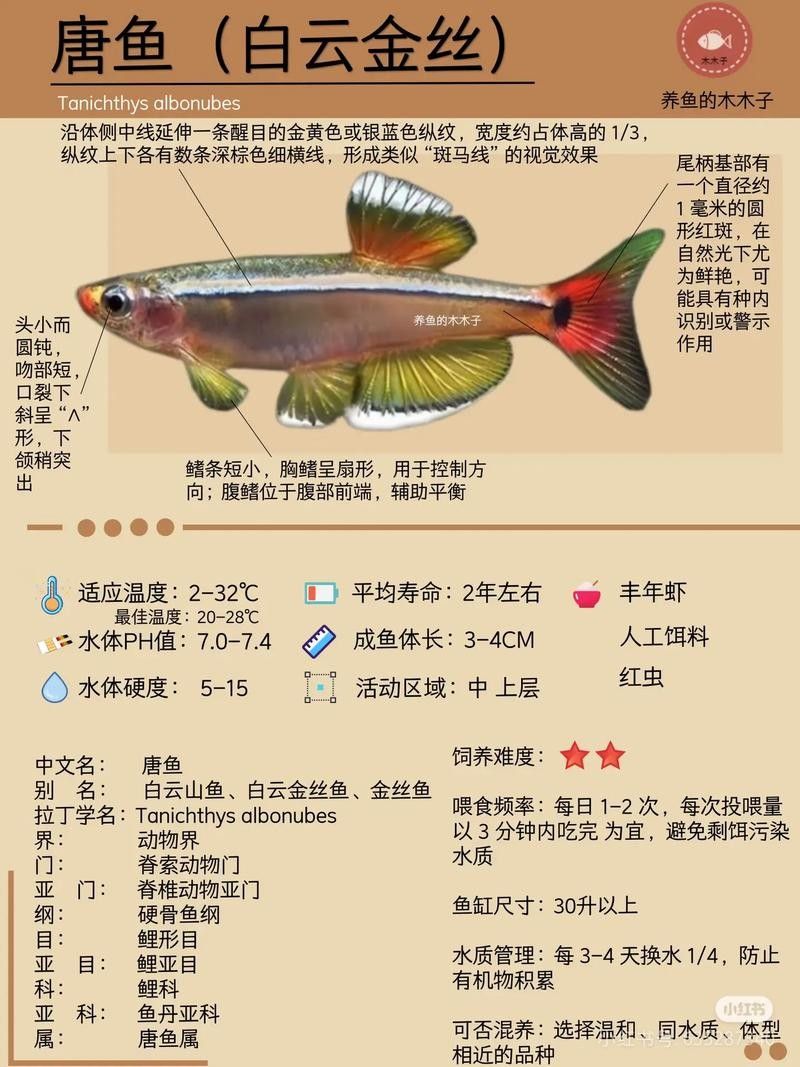 白云金絲魚觀賞魚