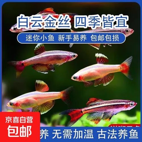 白云金絲魚觀賞魚