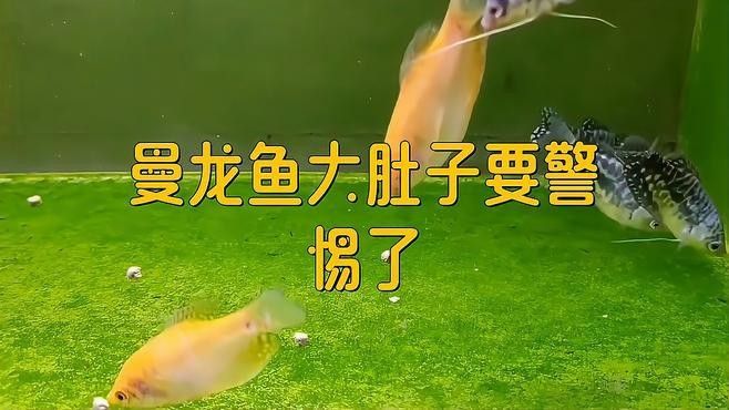 曼龍魚患病后多久會死亡