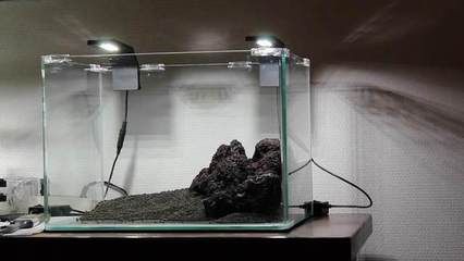 白化火箭魚能和龍魚混養(yǎng)嗎(白化火箭魚用多大的魚缸養(yǎng))