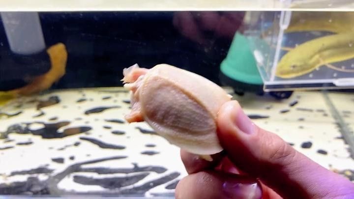 哪些魚可以和斑馬狗頭混養？
