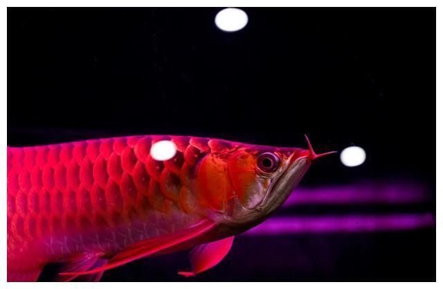 如何判斷龍魚是否需要吊眼手術(shù)