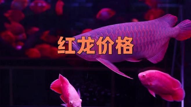 辣椒紅紅龍魚價格