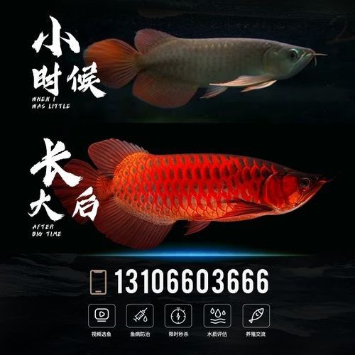 辣椒紅紅龍魚價格