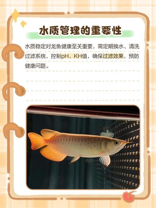 龍魚鱗片有缺口怎么回事啊圖片