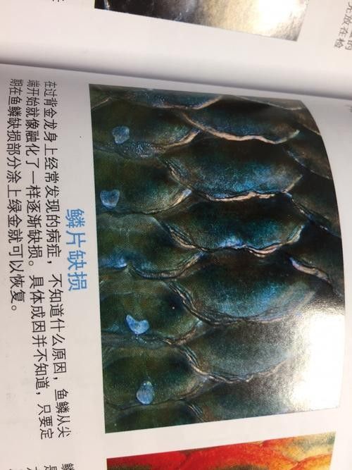 龍魚鱗片有缺口怎么回事啊圖片