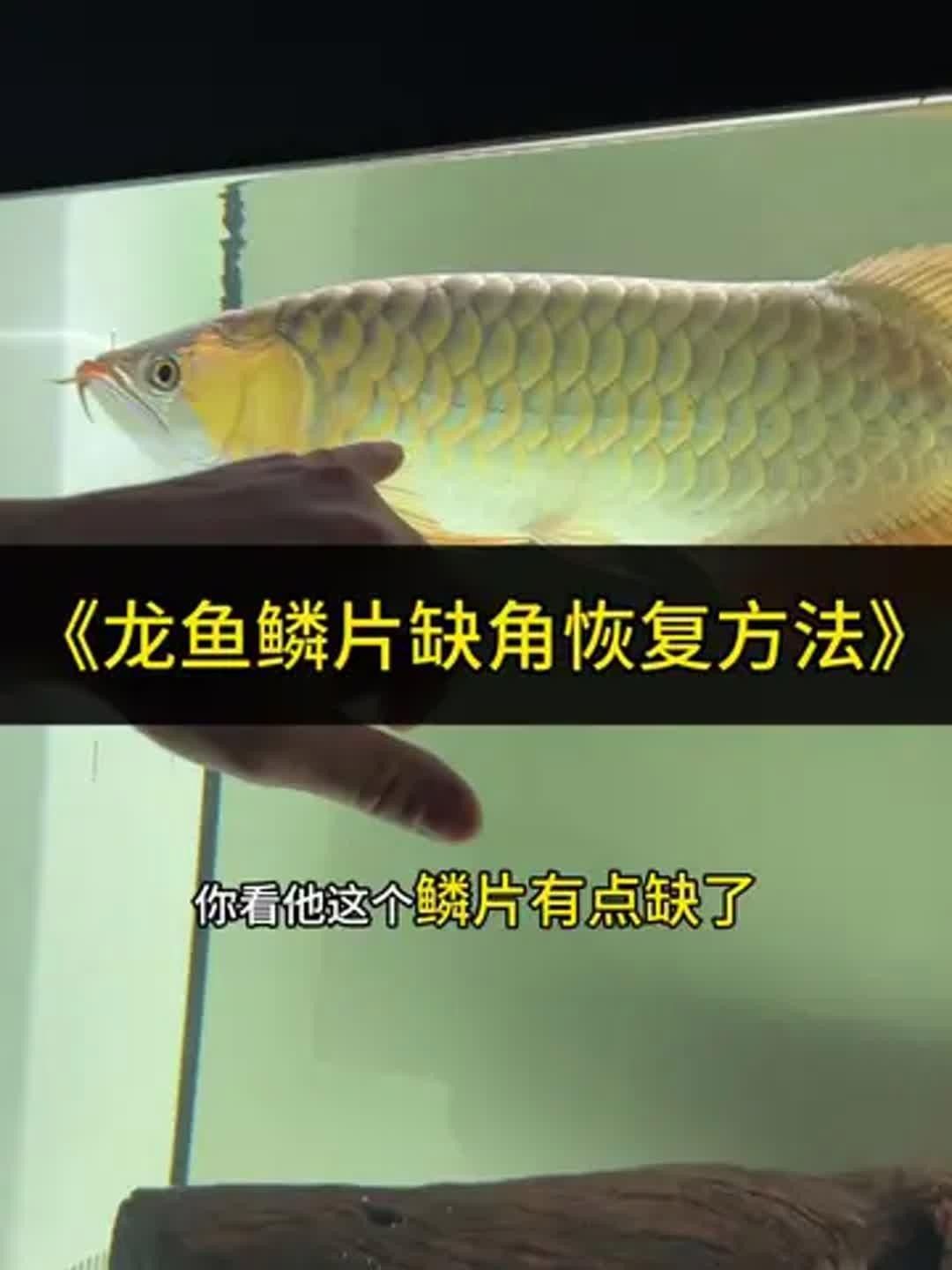 龍魚鱗片有缺口怎么回事啊圖片