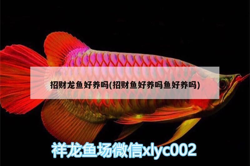 招財(cái)龍魚好養(yǎng)嗎(招財(cái)魚好養(yǎng)嗎魚好養(yǎng)嗎)