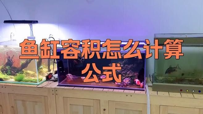 火龍魚和魟魚混養(yǎng)需要多大的魚缸