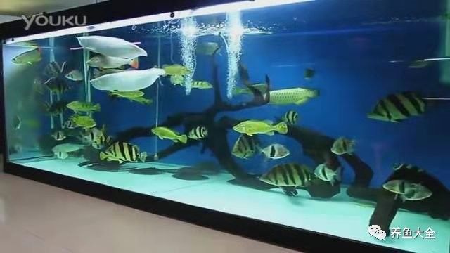 火龍魚和魟魚混養(yǎng)需要多大的魚缸