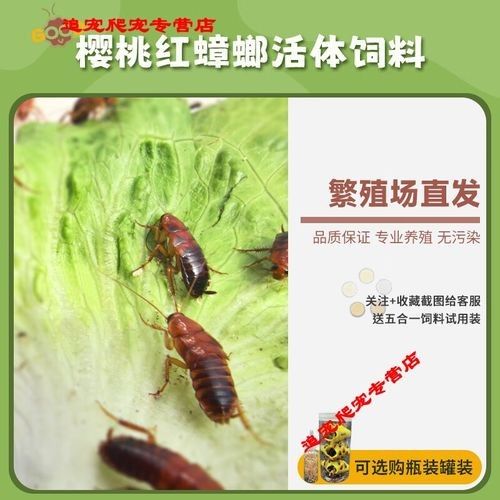 金龍魚幼體價格是多少