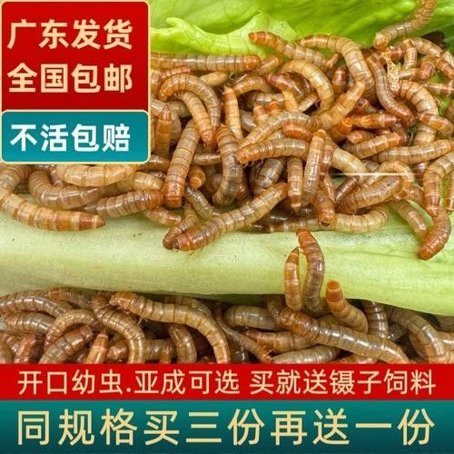 金龍魚幼體價格是多少