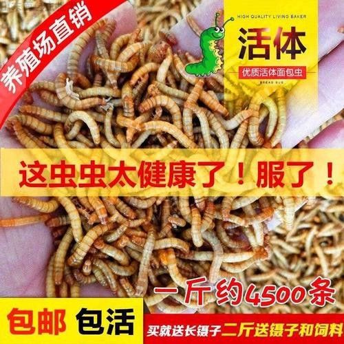 金龍魚幼體價格是多少