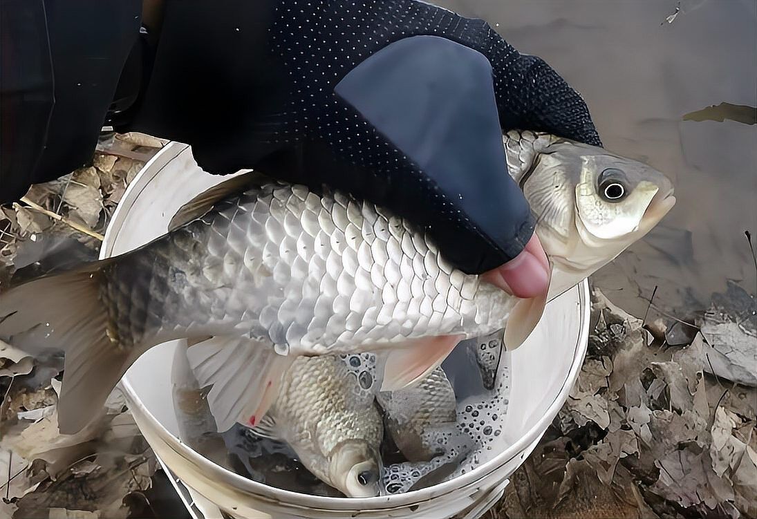 冬天龍魚多久喂一次