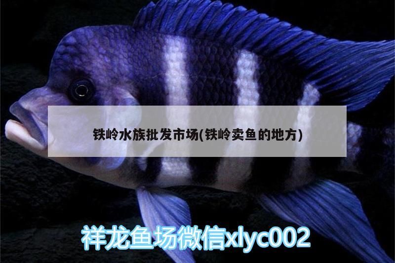 鐵嶺水族批發市場(鐵嶺賣魚的地方)