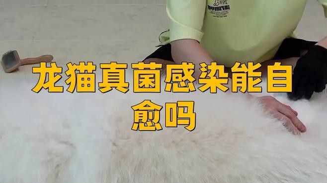 哪種治療方式對(duì)龍貓最安全