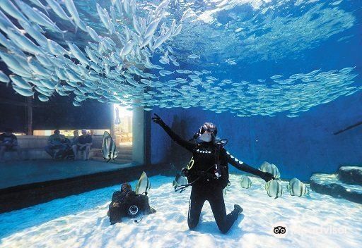 希拉穆哪個水族館龍魚好？祥龍魚場龍魚