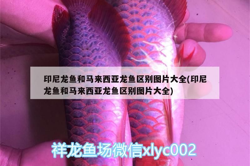 印尼龍魚和馬來西亞龍魚區別圖片大全(印尼龍魚和馬來西亞龍魚區別圖片大全)