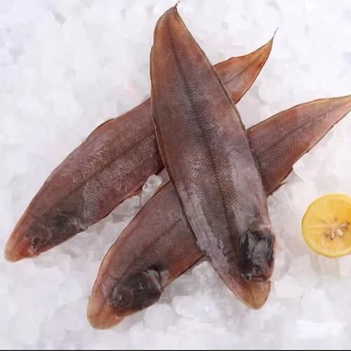 青島龍利魚踏板魚