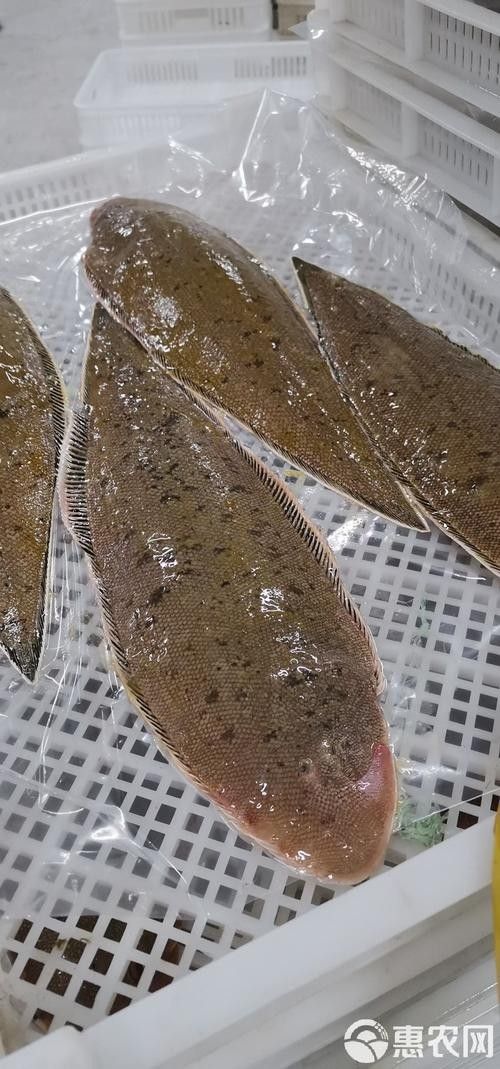 青島龍利魚踏板魚