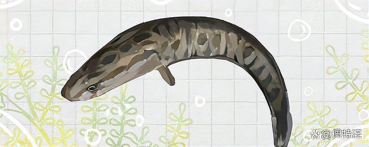 黑魚多久喂一次食物