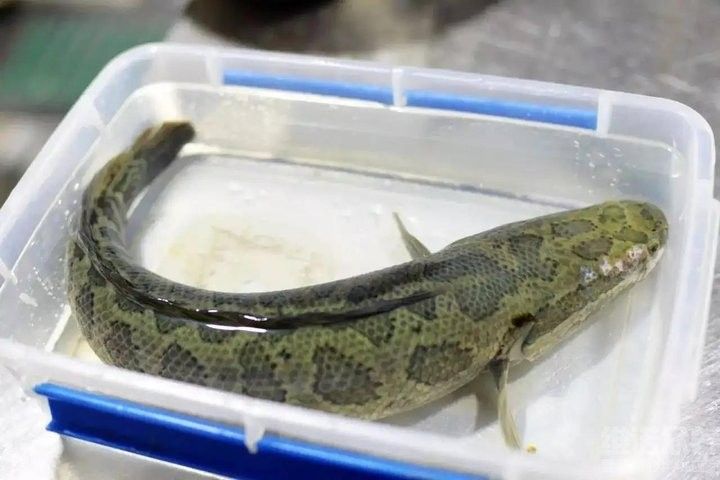 黑魚多久喂一次食物