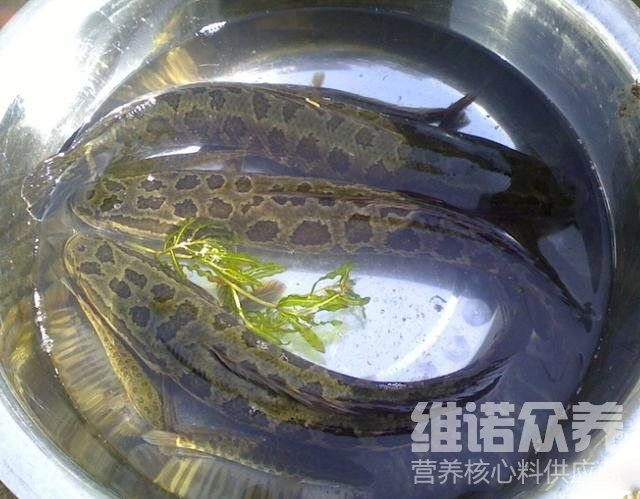 黑魚多久喂一次食物