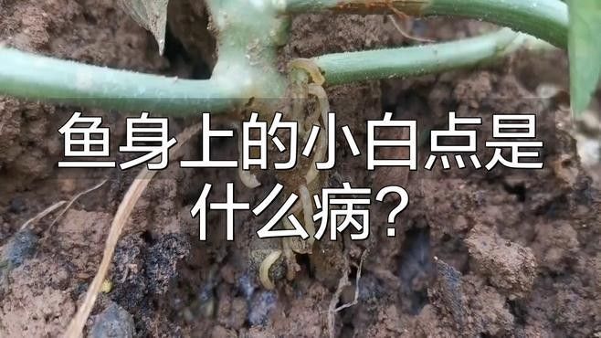 紅金龍魚白點病初期癥狀