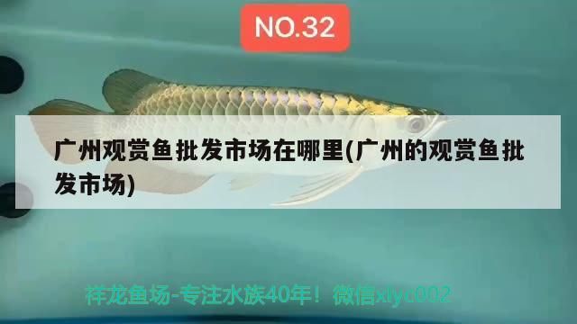 廣州觀賞魚批發市場在哪里(廣州的觀賞魚批發市場)