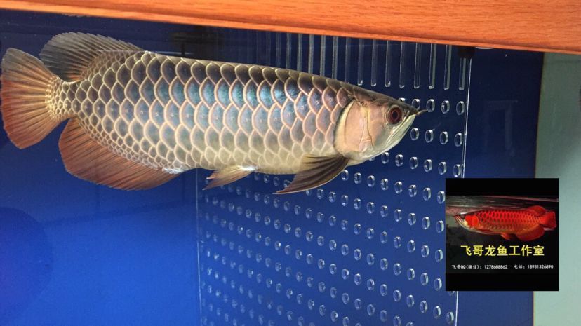 常州觀賞魚市場原生態(tài)古典過背金龍