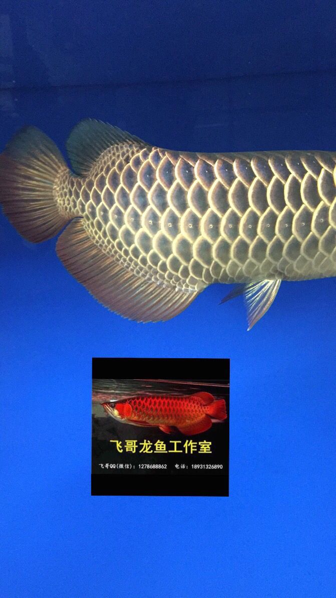 常州觀賞魚市場原生態(tài)古典過背金龍