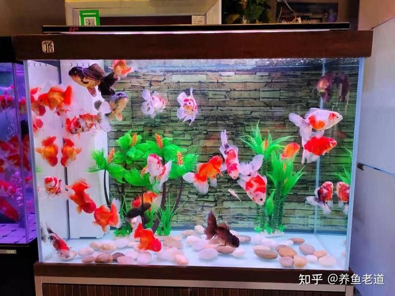 飛鳳魚多久喂一次（養(yǎng)魚高手的“喂食日歷”公開萌寵百科小團團觀賞魚喂食有講究）