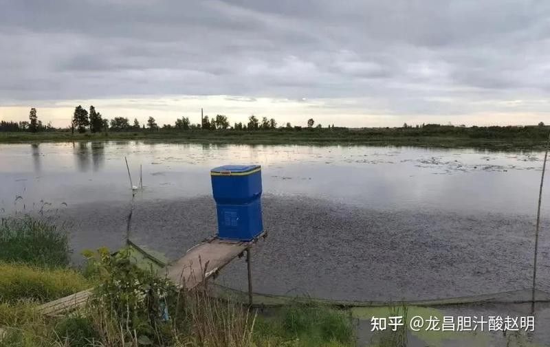 飛鳳魚多久喂一次（養(yǎng)魚高手的“喂食日歷”公開萌寵百科小團團觀賞魚喂食有講究）