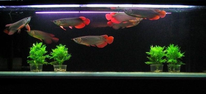 樂山水族館換缸了養了2天水金龍試水（樂山水族館樂山水族館換缸后水金龍試水金龍試水）